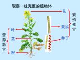 苏科版七年级下册生物 9.1植物体的组成 课件