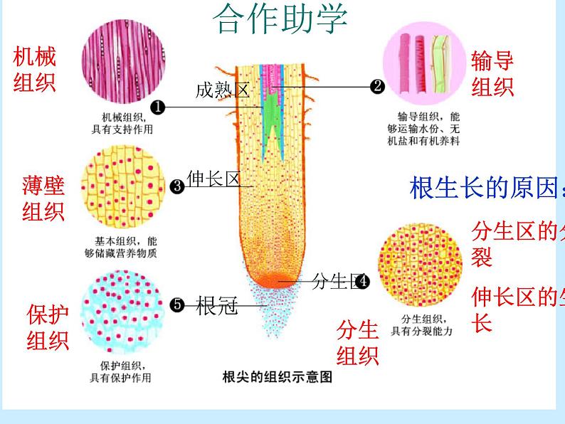 苏科版七年级下册生物 9.1植物体的组成 课件第4页