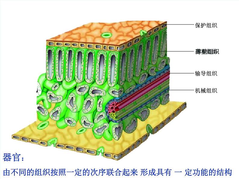 苏科版七年级下册生物 9.1植物体的组成 课件第6页