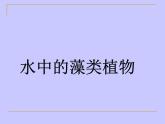 苏科版七年级下册生物 10.2水中的藻类植物 课件