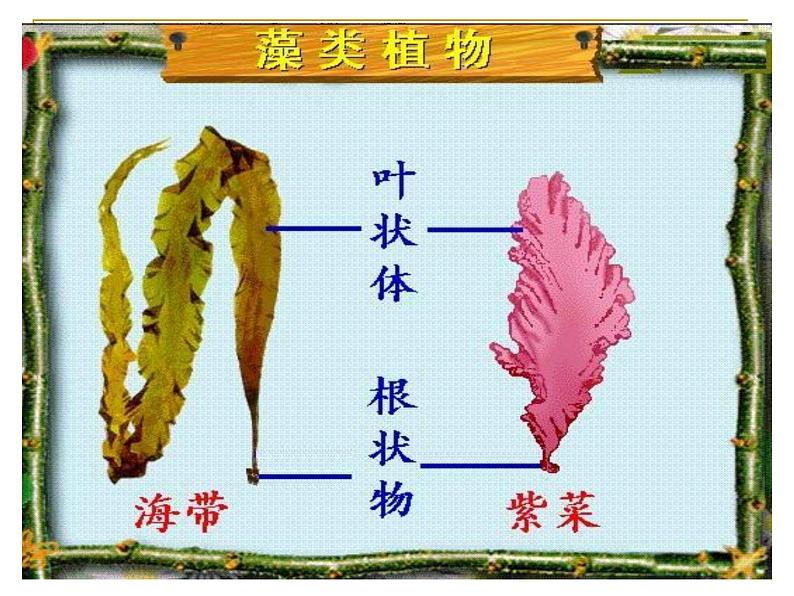 苏科版七年级下册生物 10.2水中的藻类植物 课件02