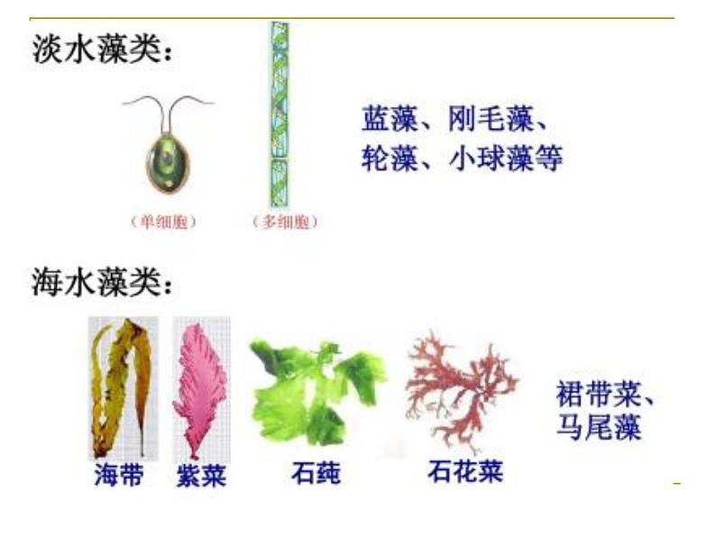 苏科版七年级下册生物 10.2水中的藻类植物 课件03