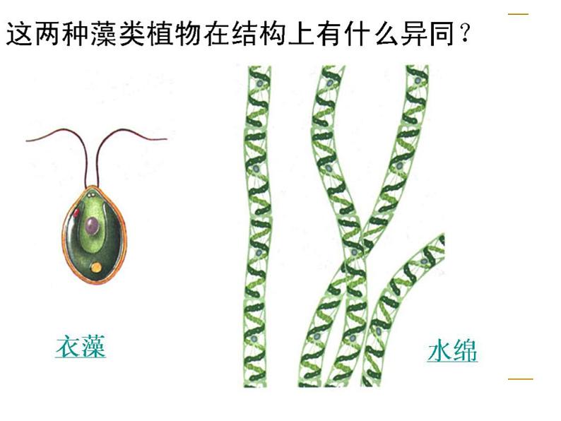 苏科版七年级下册生物 10.2水中的藻类植物 课件05