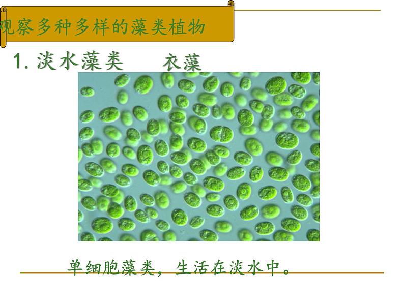 苏科版七年级下册生物 10.2水中的藻类植物 课件06