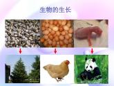 苏科版七年级下册生物 8.2细胞的分裂和分化 课件