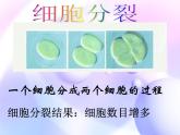 苏科版七年级下册生物 8.2细胞的分裂和分化 课件