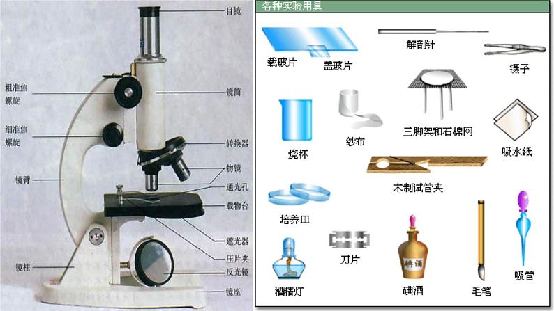 苏科版七年级下册生物 8.1生物体的基本结构 课件第8页