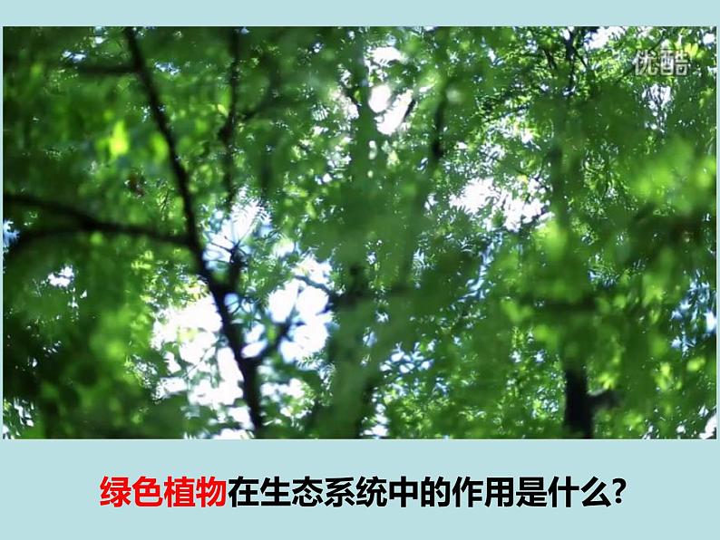 苏科版七年级下册生物 11.1地面上的植物 课件第2页