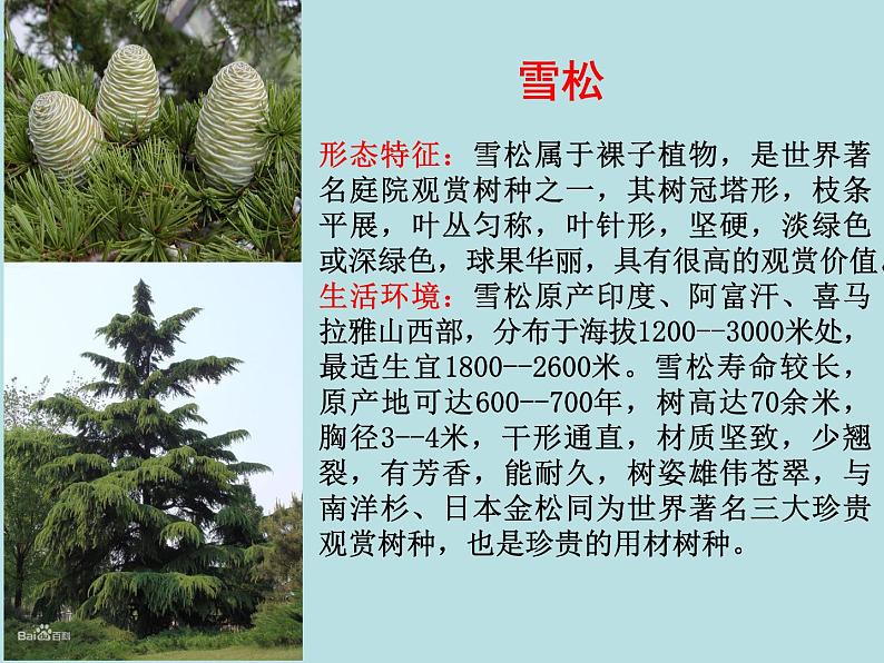 苏科版七年级下册生物 11.1地面上的植物 课件第8页