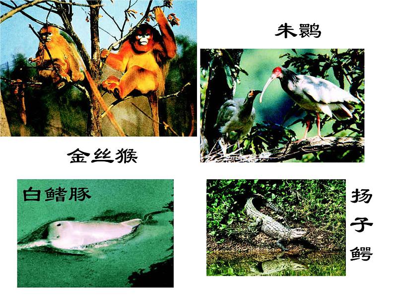 苏科版八年级下册生物 26.2保护生物多样性 课件第6页