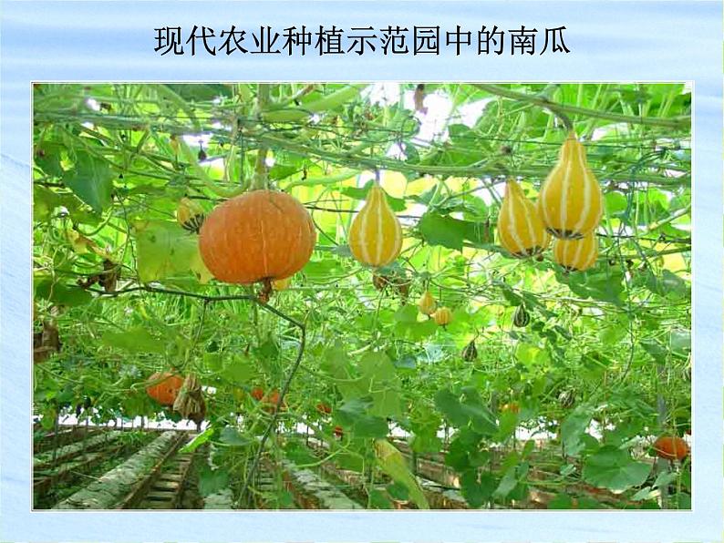 苏科版八年级下册生物 22.2生物的变异 课件第6页