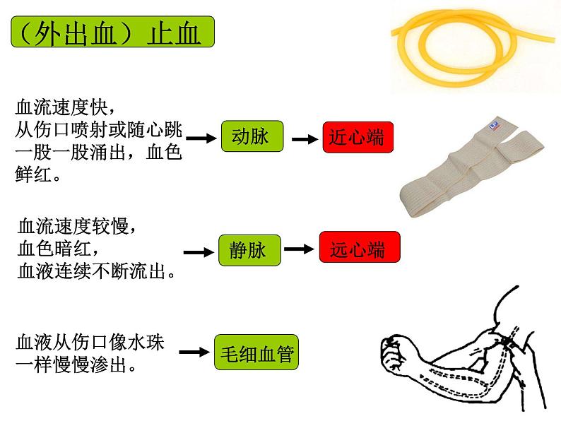 苏科版八年级下册生物 25.2关注家庭生活安全 课件05