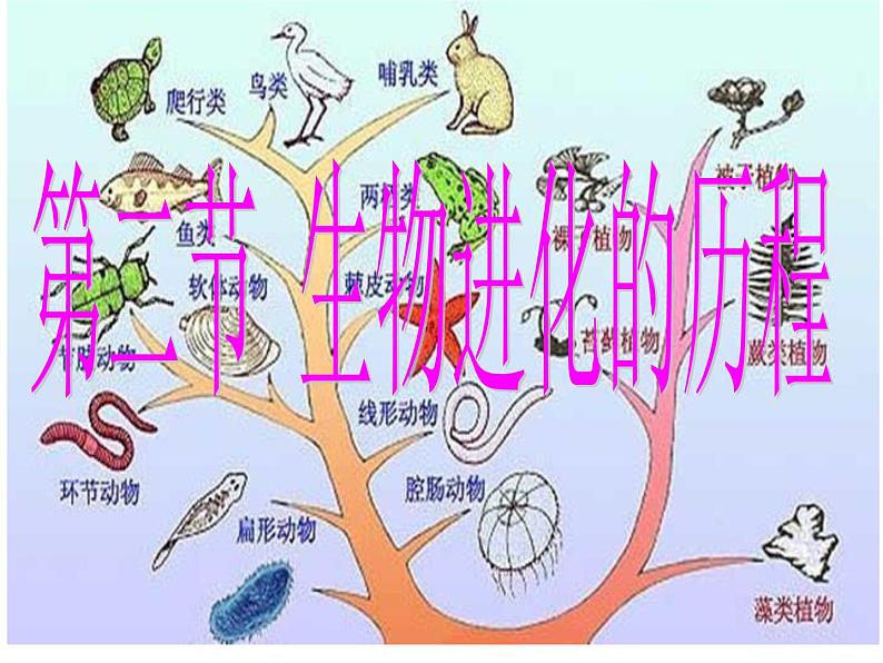 苏科版八年级下册生物 23.2生物进化的历程 课件02