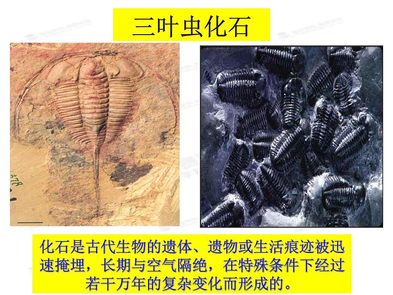 苏科版八年级下册生物 23.2生物进化的历程 课件03