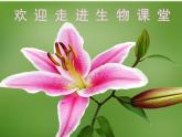 初中生物 人教课标版 八年级上册 第二节　细菌 课件