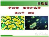 初中生物 人教课标版 八年级上册 第二节　细菌 课件