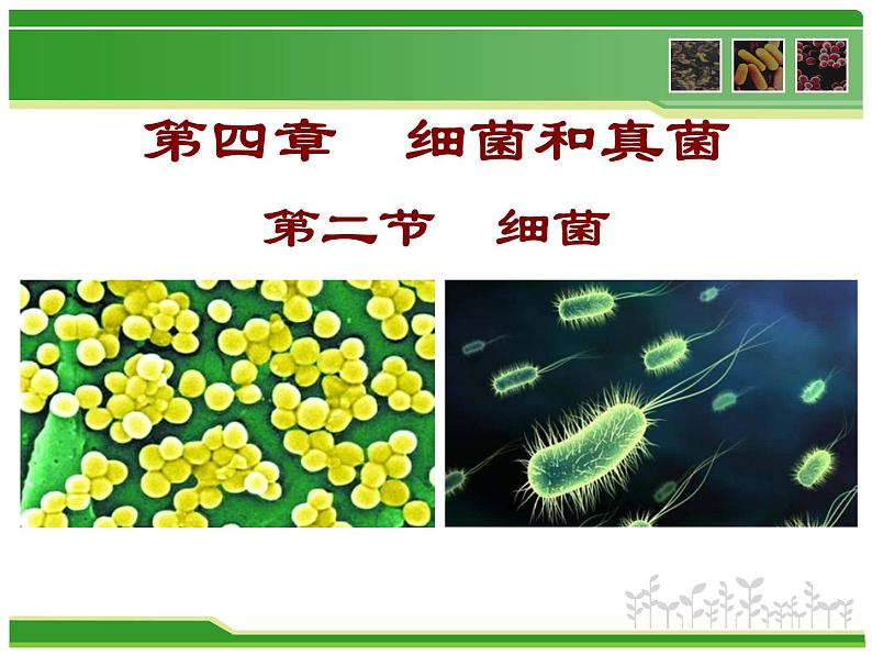 初中生物 人教课标版 八年级上册 第二节　细菌 课件04