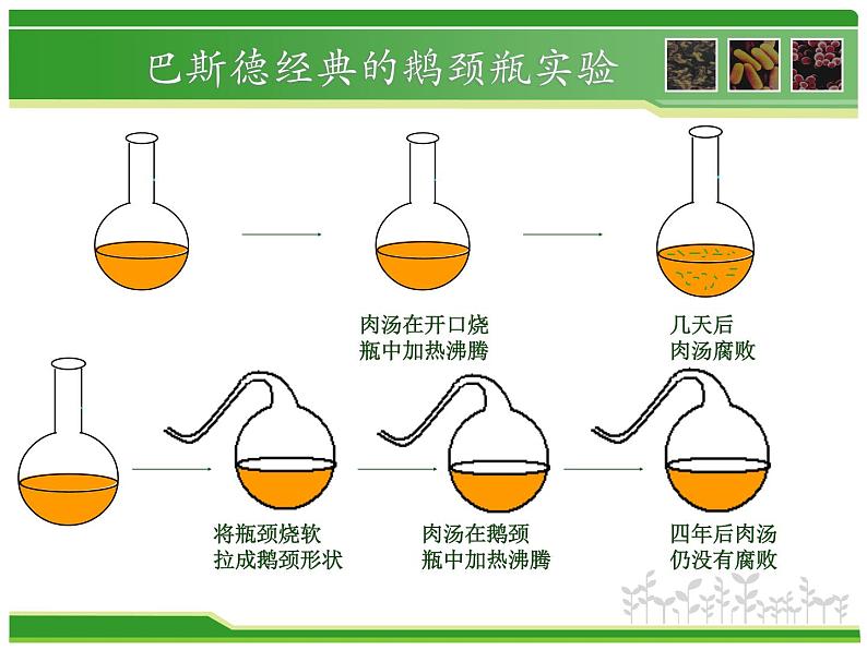 初中生物 人教课标版 八年级上册 第二节　细菌 课件07