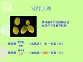 初中生物 人教课标版 八年级上册 第二节　人类对细菌和真菌的利用 课件