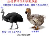 初中生物 人教课标版 八年级上册 第三章　保护生物的多样性 课件