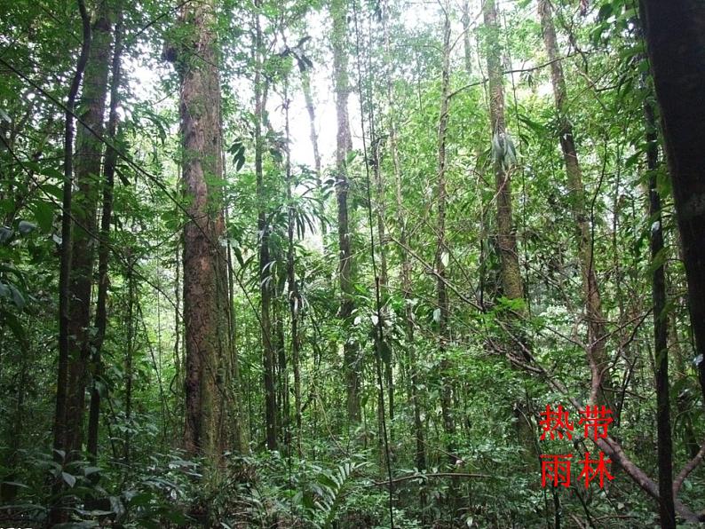 初中生物 人教课标版 七年级上册 第六章　爱护植被，绿化祖国 教学 课件06