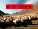初中生物 人教课标版 八年级上册 第三节　社会行为 课件