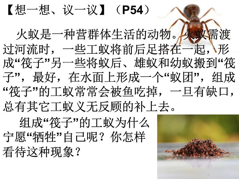 初中生物 人教课标版 八年级上册 第三节　社会行为 课件07