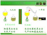 初中生物 人教课标版 八年级上册 第二节　细菌 课件