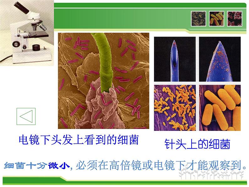 初中生物 人教课标版 八年级上册 第二节　细菌 课件08