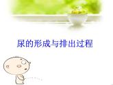 北师大版七下生物 11.2尿的形成与排出 课件