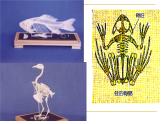 北师大版八下生物 22.4动物的主要类群 课件