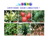 北师大版八下生物 22.3植物的主要类群 课件
