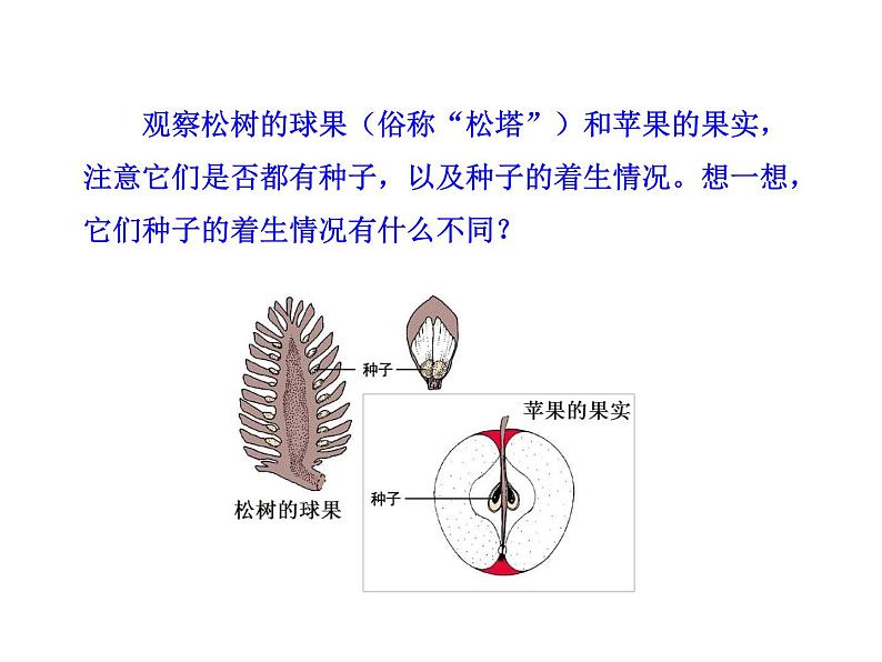 北师大版八下生物 22.3植物的主要类群 课件第3页