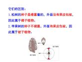 北师大版八下生物 22.3植物的主要类群 课件