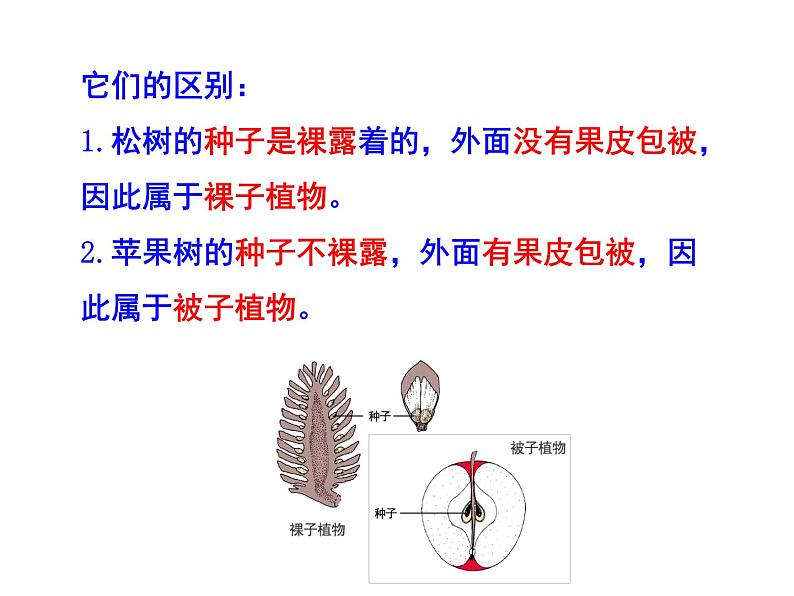 北师大版八下生物 22.3植物的主要类群 课件第4页