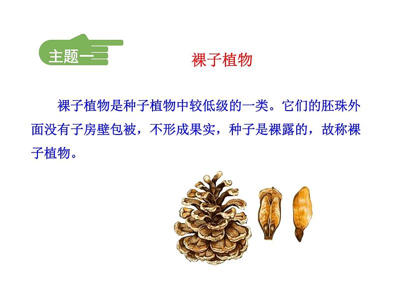 北师大版八下生物 22.3植物的主要类群 课件第5页