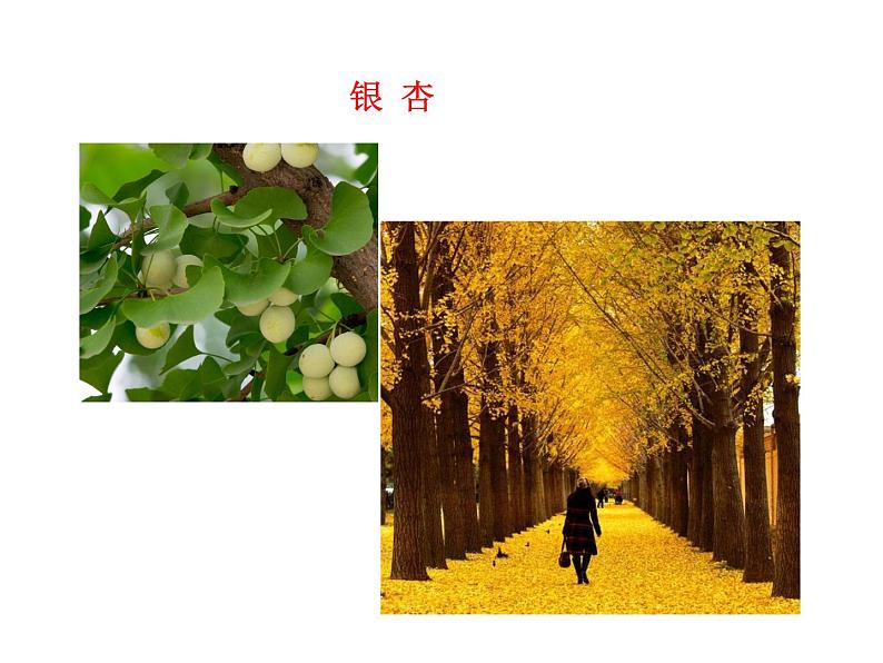 北师大版八下生物 22.3植物的主要类群 课件第6页