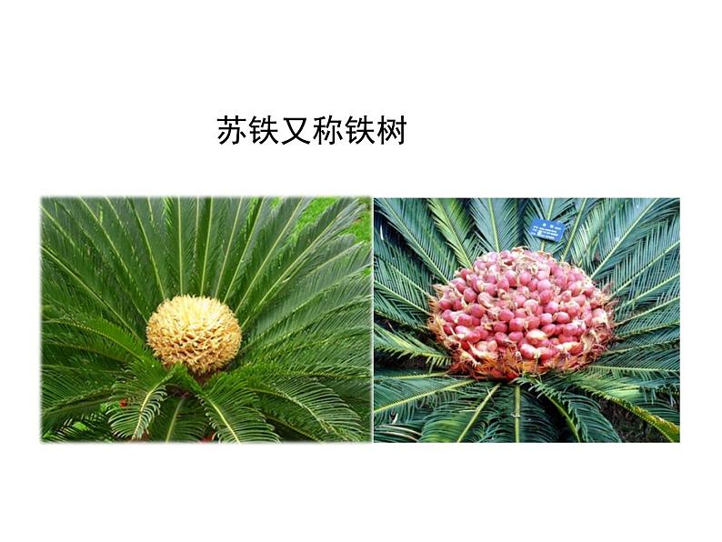 北师大版八下生物 22.3植物的主要类群 课件第7页