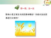 北师大版八下生物 23.1生物的生存依赖一定的环境 课件