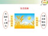 北师大版八下生物 23.1生物的生存依赖一定的环境 课件