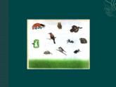 北师大版八下生物 23.3生态系统的结构和功能 课件