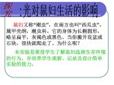 北师大版八下生物 23.1生物的生存依赖一定的环境 课件