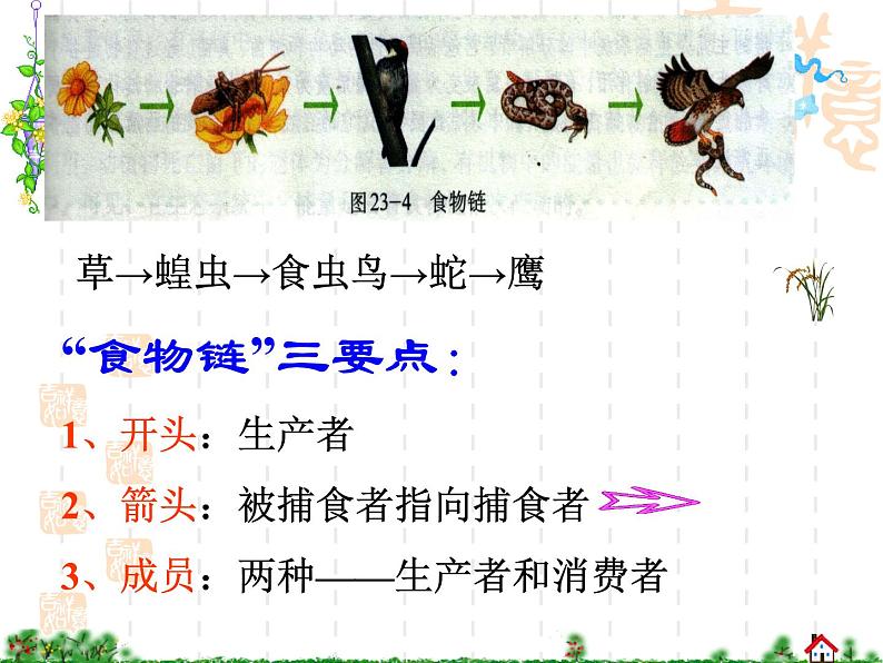 北师大版八下生物 23.3生态系统的结构和功能 课件第6页