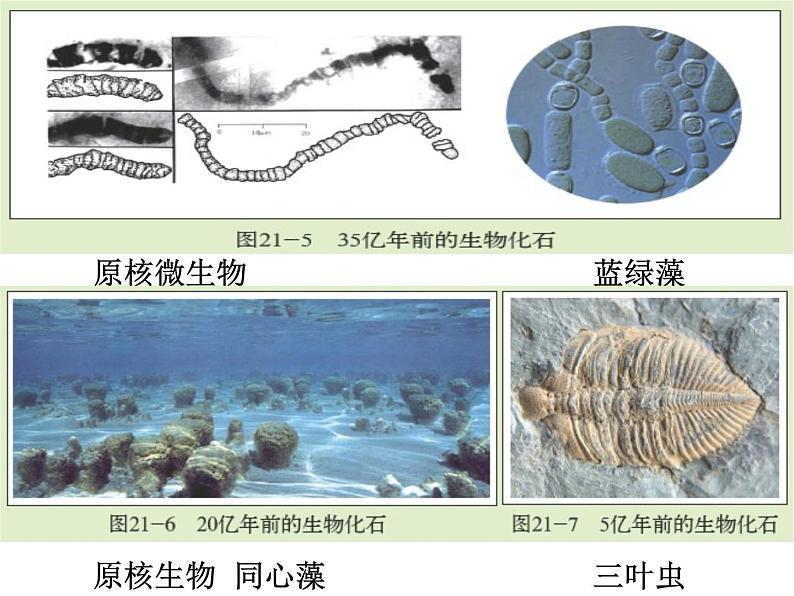 北师大版八下生物 21.2生物的进化 课件07