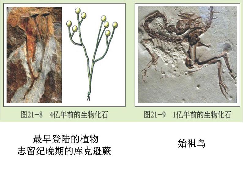 北师大版八下生物 21.2生物的进化 课件08