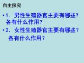 人教版七下生物 1.2人的生殖 课件