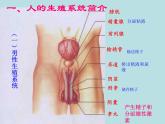 人教版七下生物 1.2人的生殖 课件