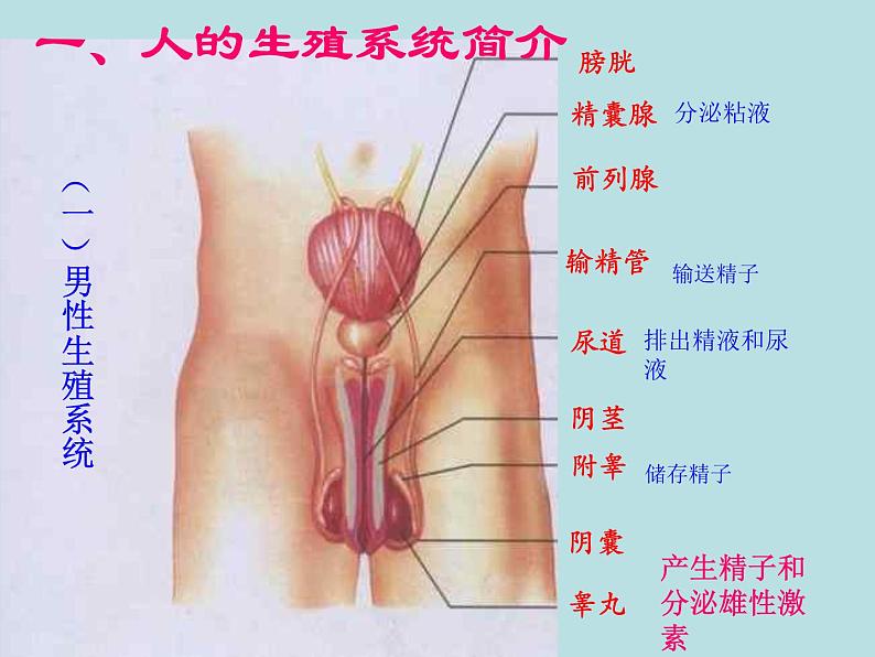 人教版七下生物 1.2人的生殖 课件第3页