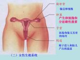 人教版七下生物 1.2人的生殖 课件