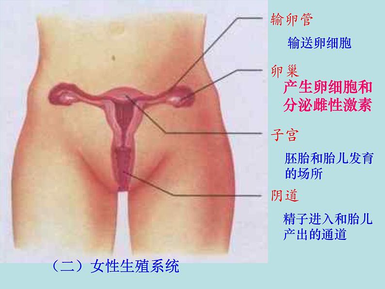 人教版七下生物 1.2人的生殖 课件第5页